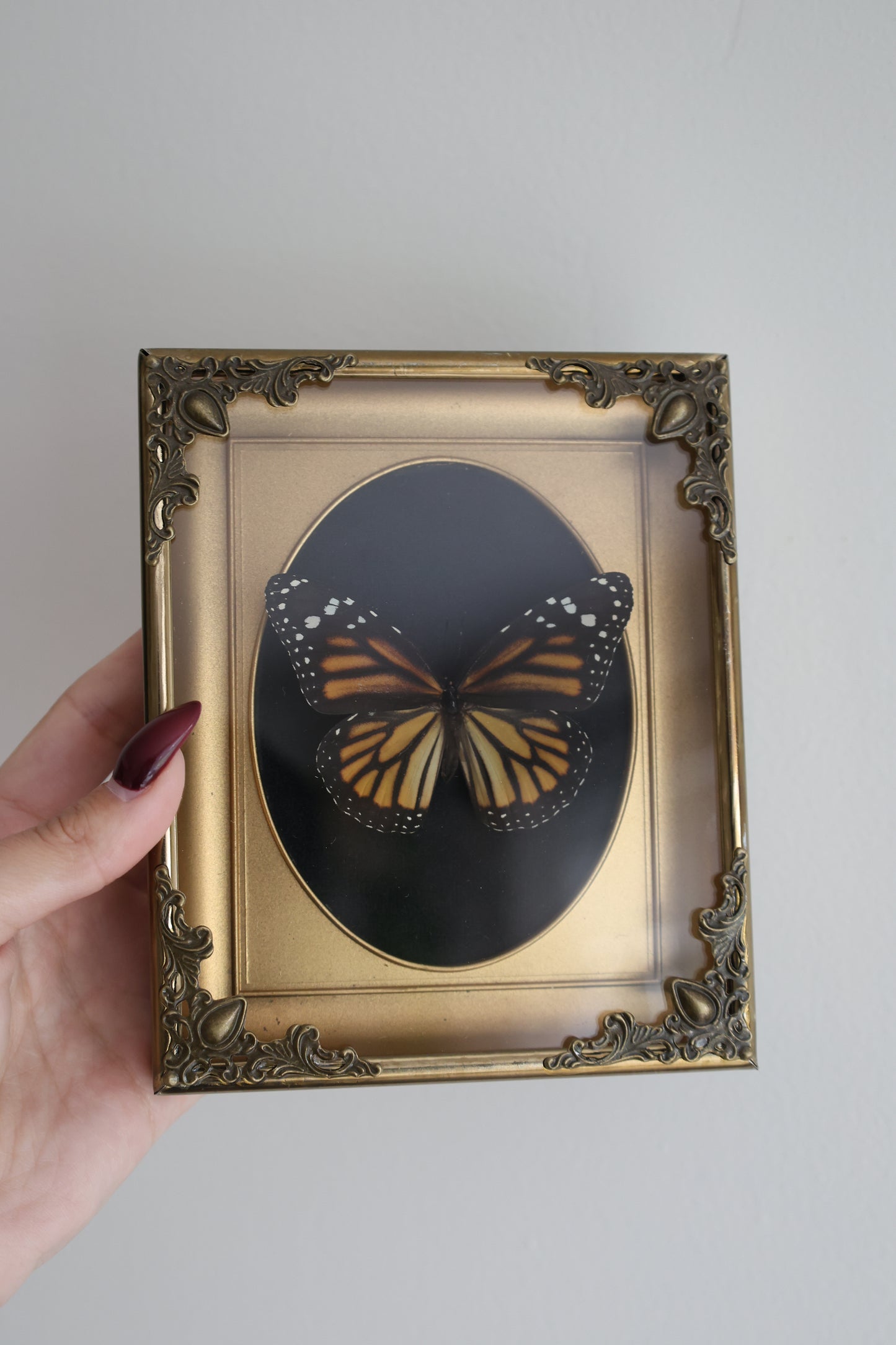 Monarch in Gold Frame