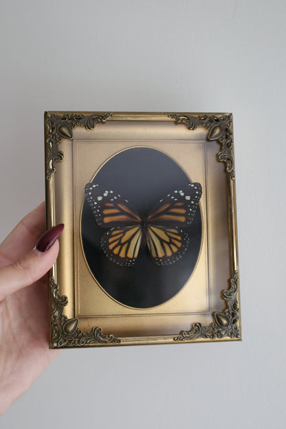 Monarch in Gold Frame