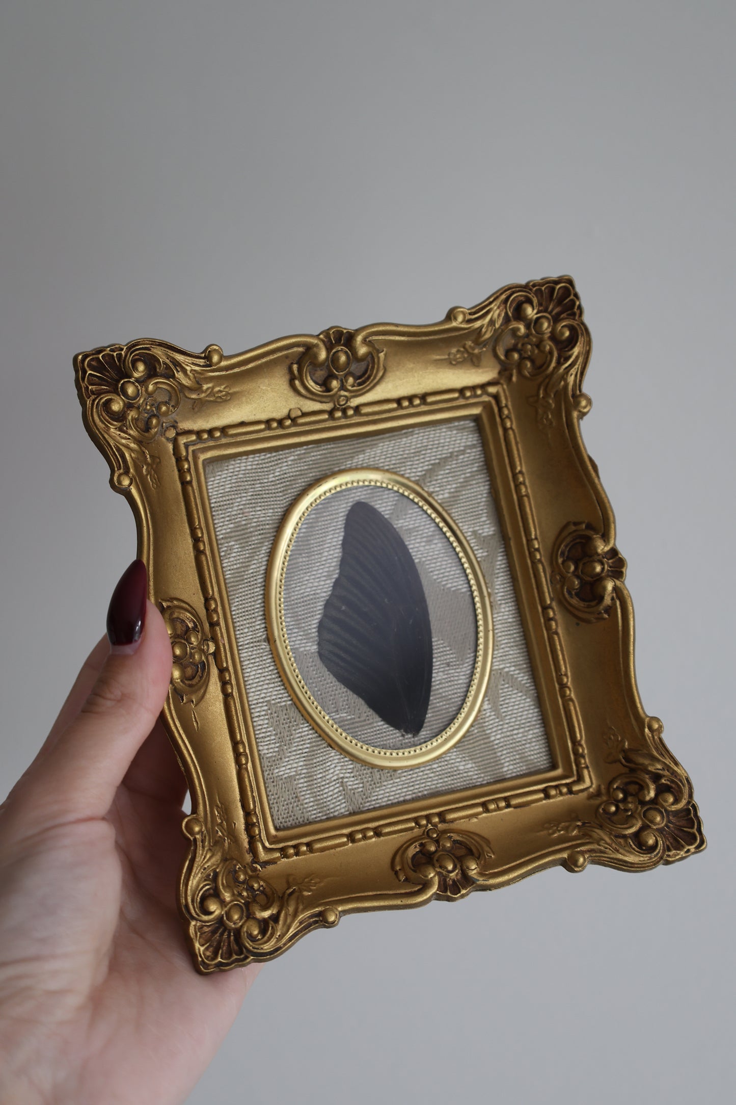 Black Wing in Gold Frame