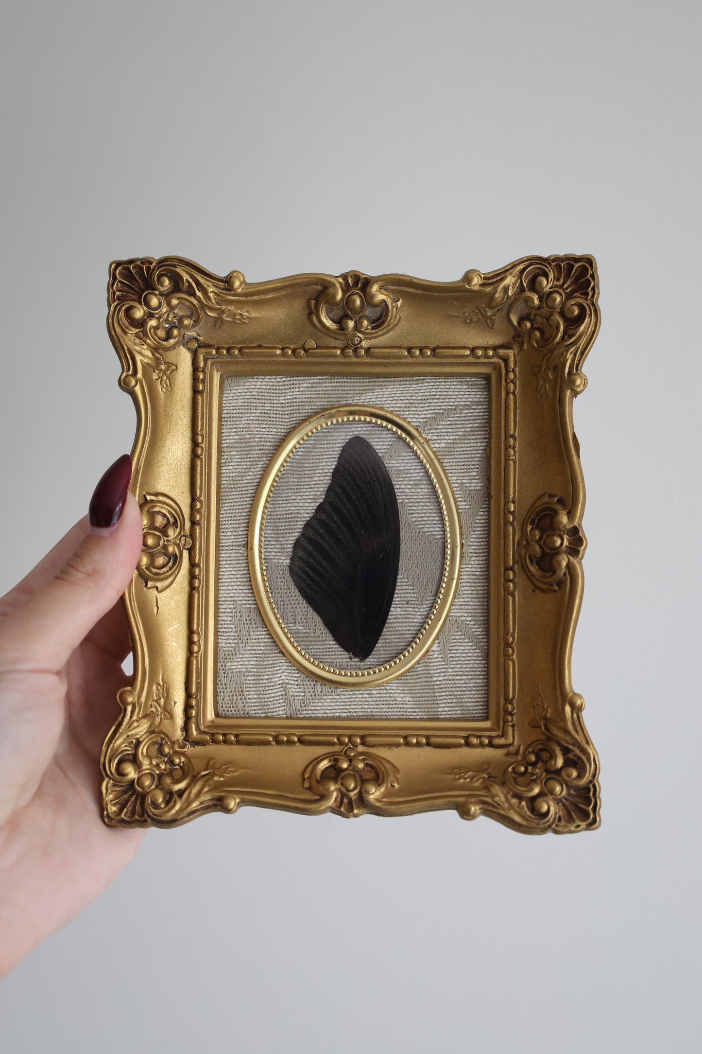 Black Wing in Gold Frame