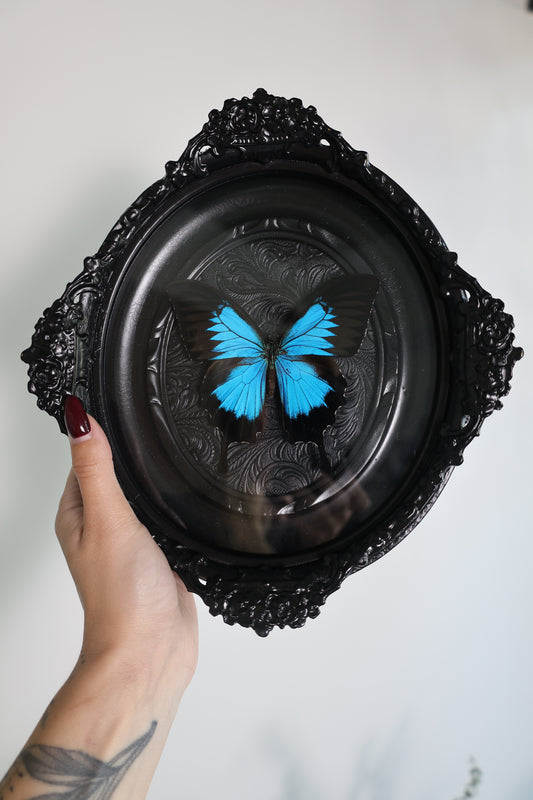 Black & Blue Butterfly in Black Frame