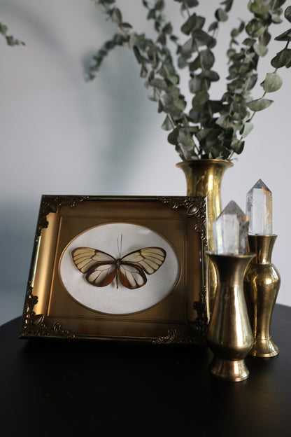 Glass Wings in Gold Frame