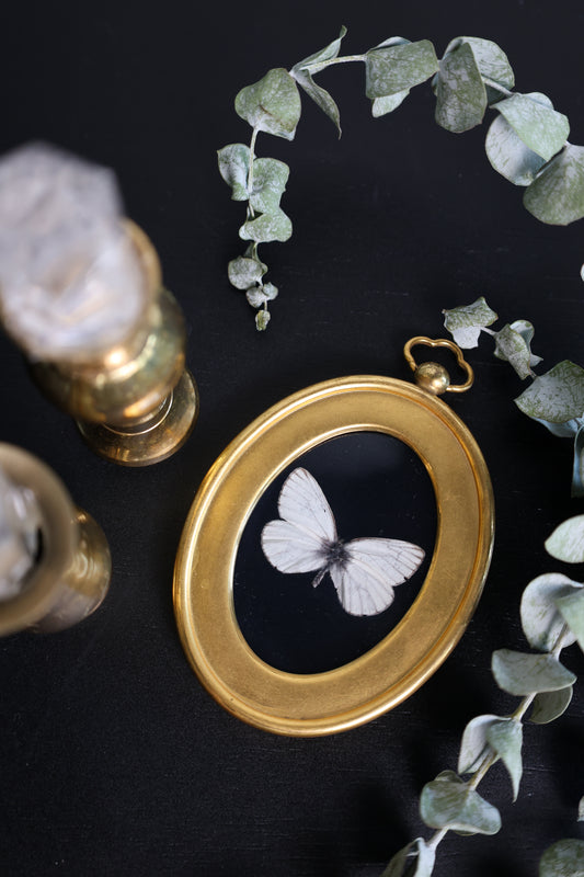 Tiny White Butterfly in Gold Frame