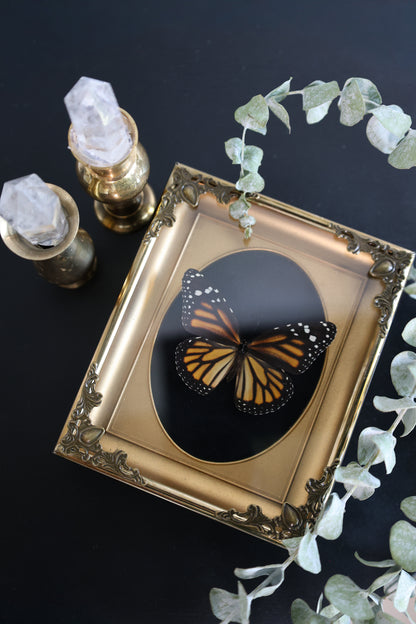 Monarch in Gold Frame