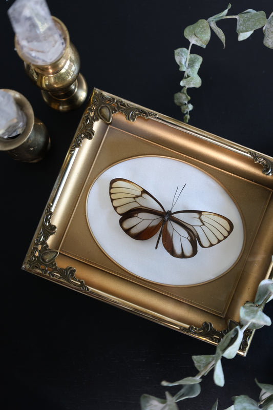 Glass Wings in Gold Frame
