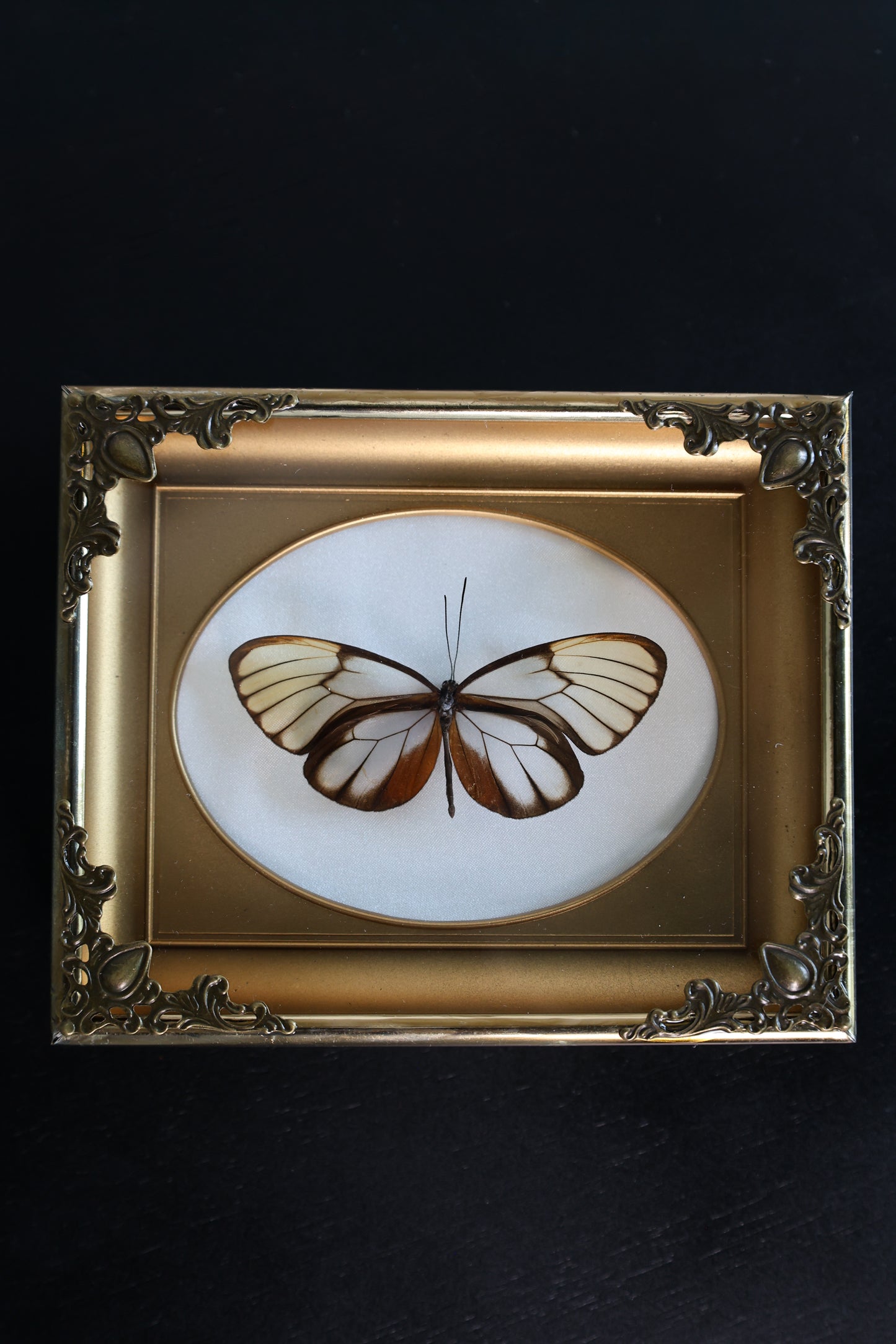 Glass Wings in Gold Frame