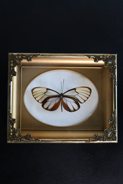 Glass Wings in Gold Frame