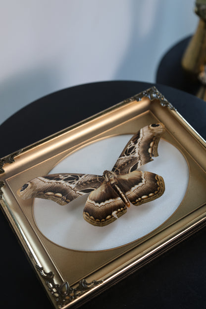 Moth in Gold Frame