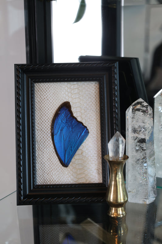 Morpho Wing in Snake Shed