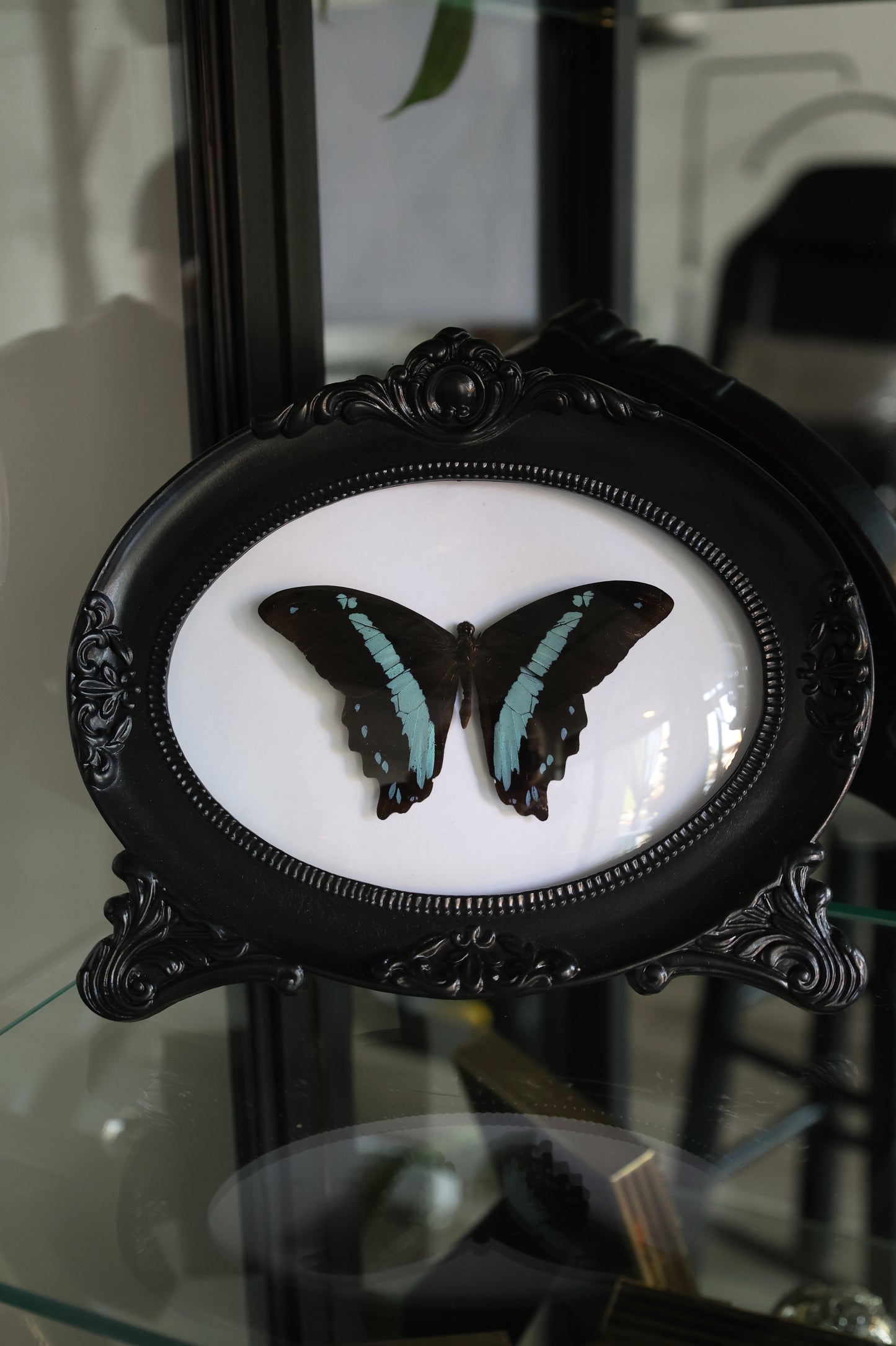 Blue & Black Butterfly in Frame