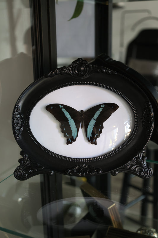 Blue & Black Butterfly in Frame