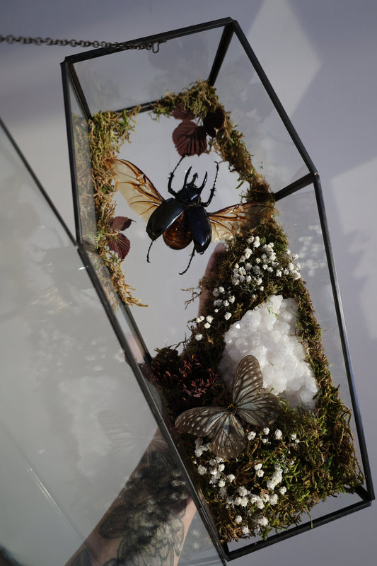 Large Glass Coffin with Beetle