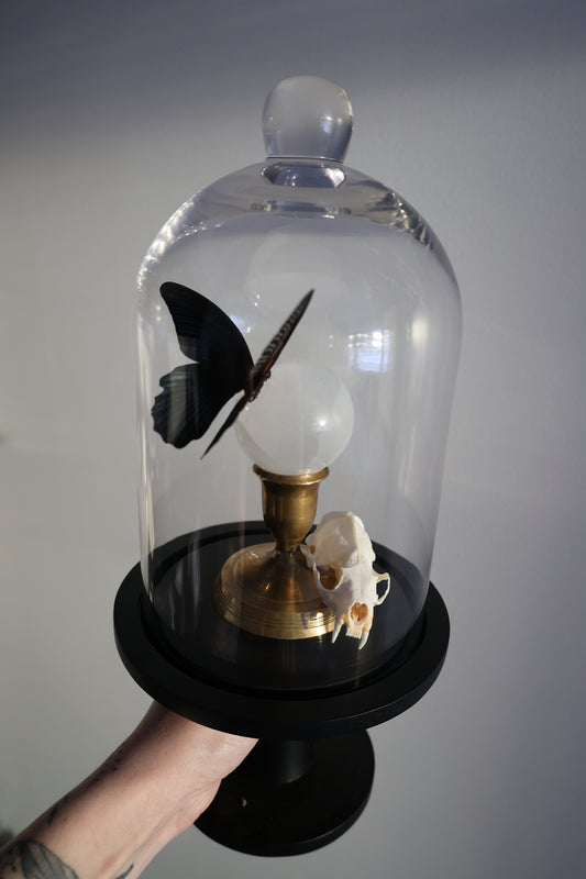 Selenite Sphere & Marten Skull